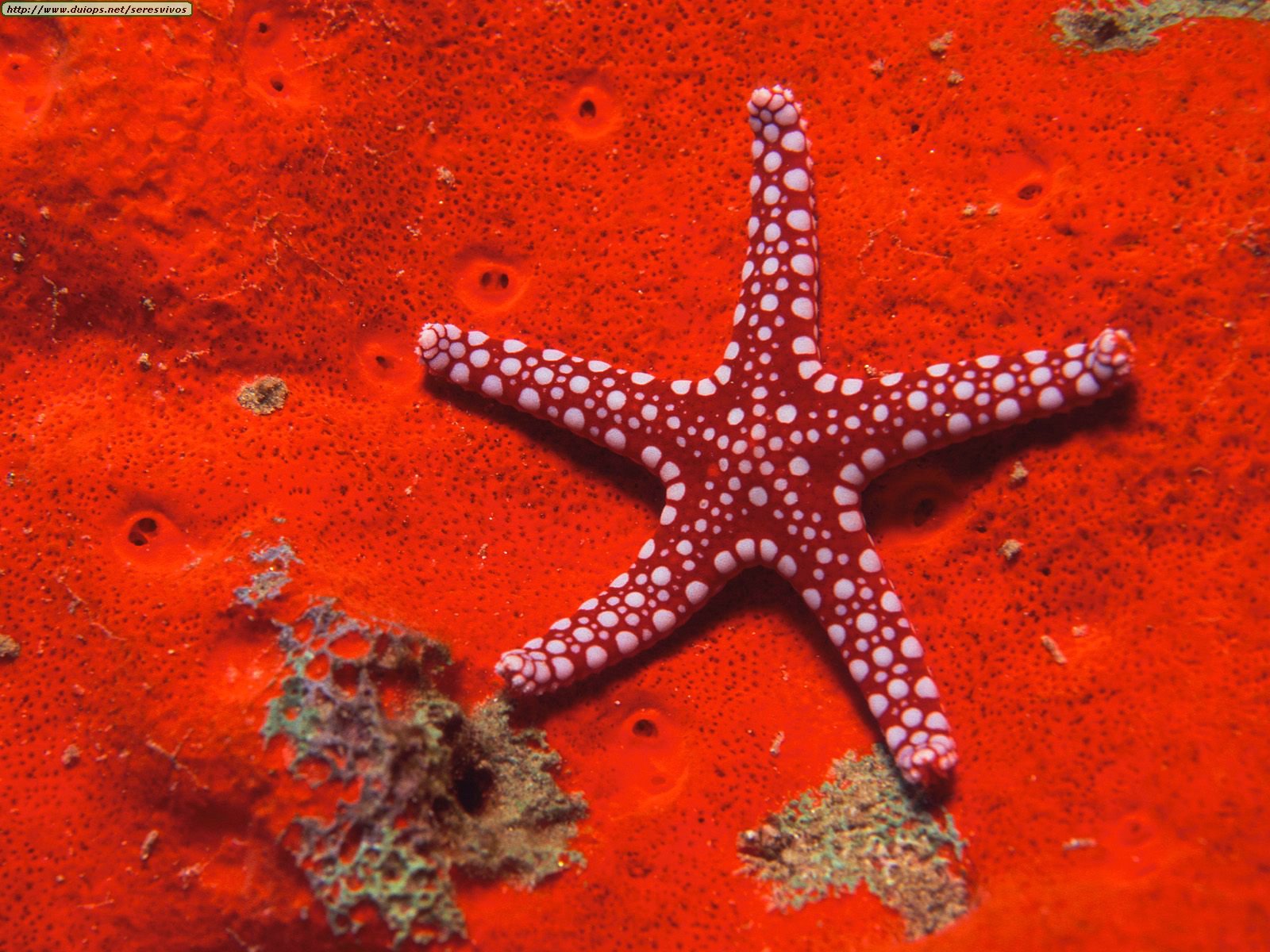 Fotos de estrellas de mar